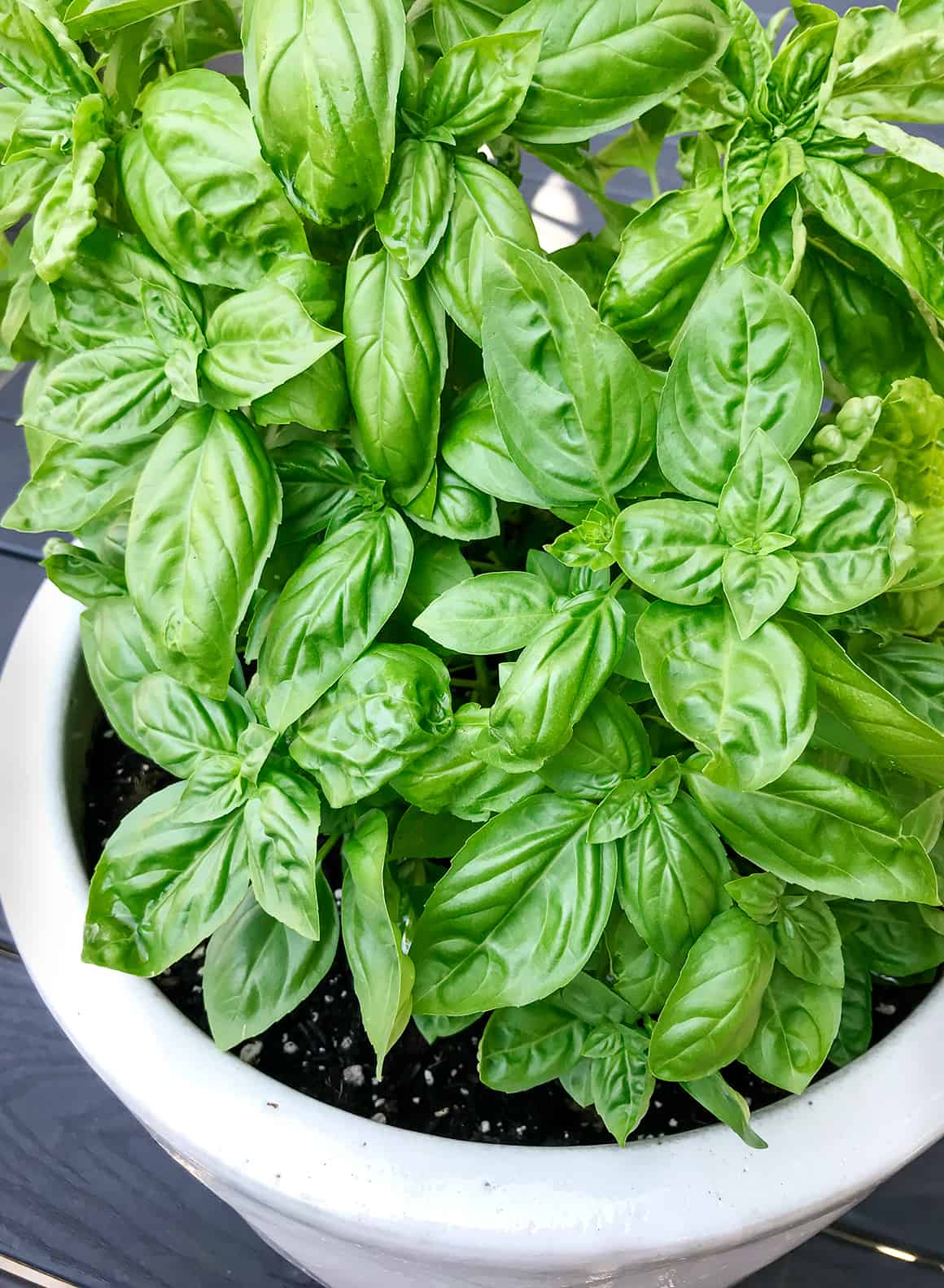 Fresh Basil Infused Extra Virgin Olive Oil