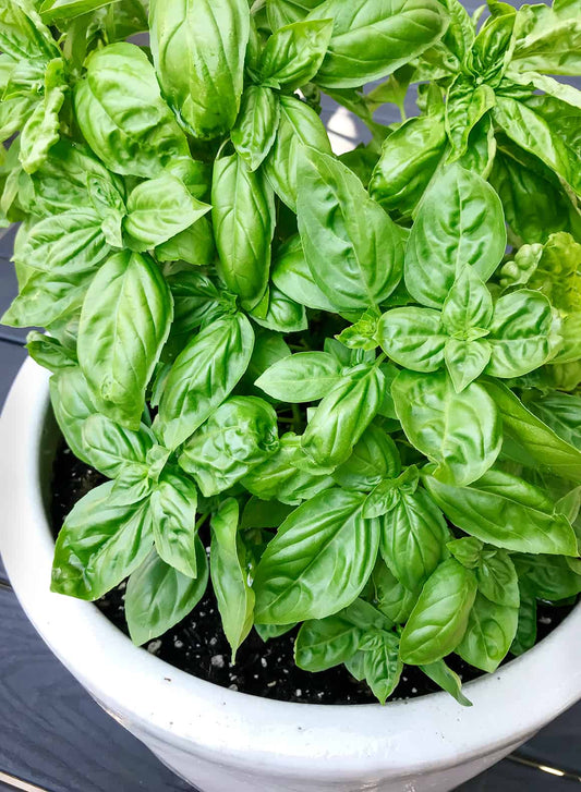 Fresh Basil Infused Extra Virgin Olive Oil